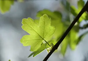 Vein: Maple
