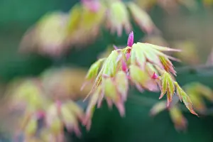 Palmatum: Maple, Acer palmatum shindeshojo, Japanese Maple, Detail sho