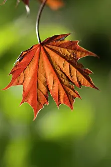 Acer: Maple