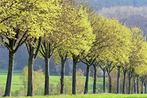 Awakening: Maple (Acer), tree row in spring, flowering time