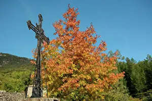 Ardeche: Maple autumn, Dompnac, Ardeche, France