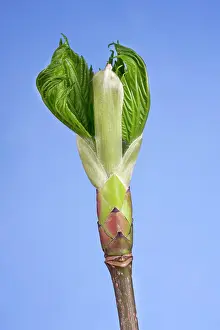 Pseudoplatanus: Maple branch