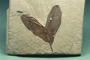 Tertiary: Maple Fossil