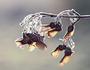 Maples: Maple - frost covered