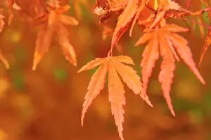 Japonicum: Maple of Japan with the autumn colors