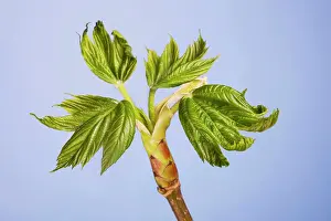Pseudoplatanus: Maple - leaf