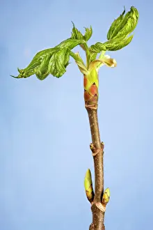 Pseudoplatanus: Maple - leaf