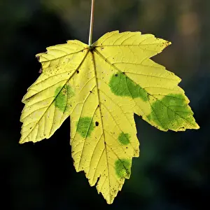 Pseudoplatanus: Maple Leaf - in autumn