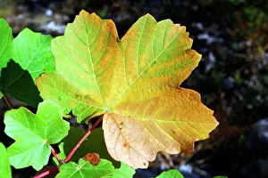 Maples: Maple - leaf in autumn