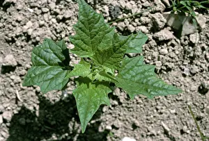 Chenopodiaceae: Maple-leaved goosefoot
