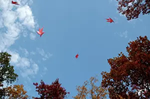 Dropping: Maple Leaves