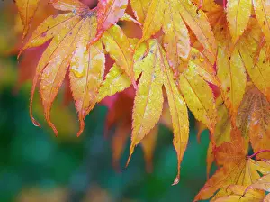 Jamie: Maple leaves