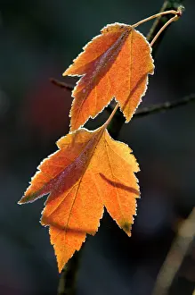 Maples: Maple leaves - back-lit and edged with frost
