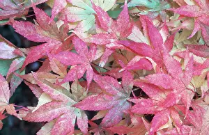 Maples: MAPLE LEAVES - on ground