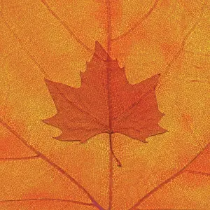 Platanoides: Maple