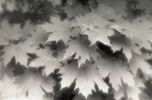 Platanoides: Maple