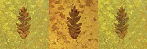 Triple: Maple