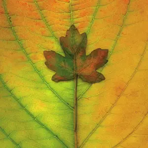 Sensational: Maple