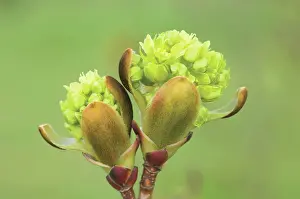 Platanoides: Maple