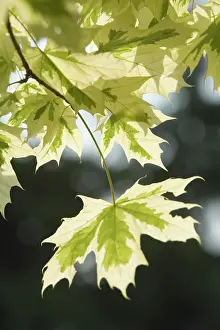 Variegata: Maple