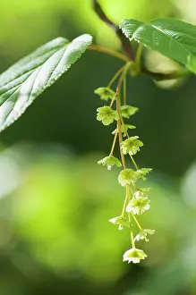 Advancement: Maple, Pere David's Maple, Acer davidii, new growth