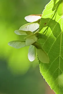 Davidii: Maple, Pre David's Maple