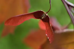 Platanoides: Maple