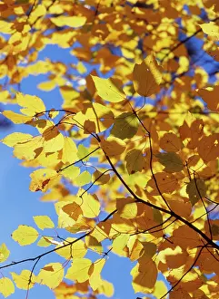 Rubrum: Maple