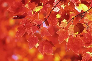 Rubrum: Maple
