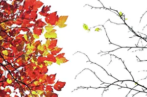 Destroy: Maple