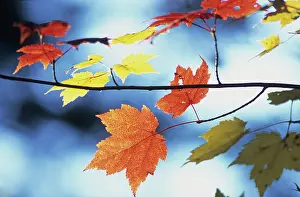 Rubrum: Maple