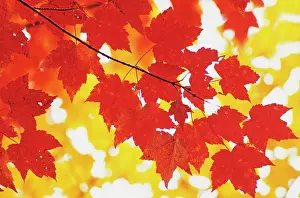 Rubrum: Maple