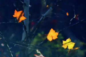 Rubrum: Maple
