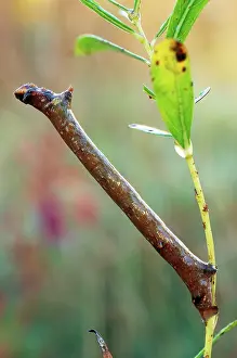 Inch: Maple Spanworm Caterpillar