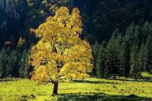 Ostallgaeu: Maple tree, Acer pseudoplatau, near Wankerfleck