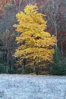 Maples: Maple Tree - in Autumn