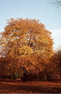 Maples: MAPLE TREE - Autumn colour