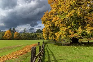 Oregon: Maple tree and fence at Jewell Meadows Wildlife