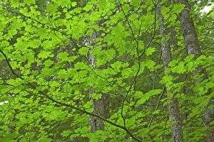 Understory: Maple Trees growing as understory in Pine Forest