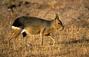 Dolichotis: MARA / Patagonian Hare / Patagonian Cavy