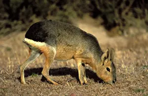 Dolichotis: MARA / Patagonian Hare / Patagonian Cavy
