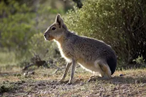 Dolichotis: MARA / Patagonian Hare / Patagonian Cavy