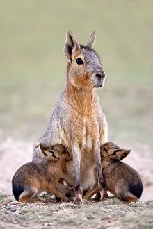 Dolichotis: MARA / Patagonian Hare / Patagonian Cavy