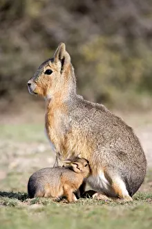 Dolichotis: MARA / Patagonian Hare / Patagonian Cavy