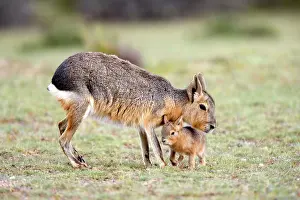 Dolichotis: MARA / Patagonian Hare / Patagonian Cavy