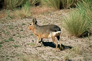 Pampas: MARA / Patagonian Hare / Patagonian Cavy