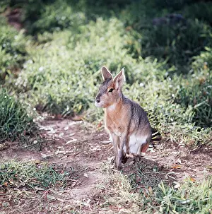 Maras: MARA / Patagonian Hare / Patagonian Cavy