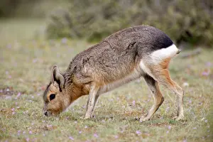Dolichotis: MARA / Patagonian Hare / Patagonian Cavy - adult