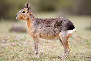 Dolichotis: MARA / Patagonian Hare / Patagonian Cavy - adult