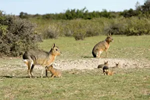Dens: MARA / Patagonian Hare / Patagonian Cavy - denning